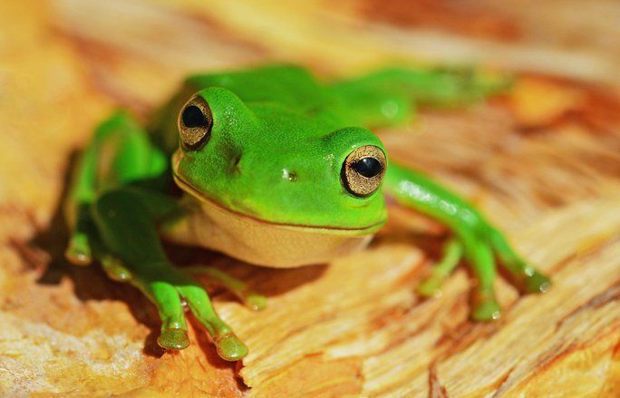 Bakteri di Kulit Katak Mampu Melindunginya dari Penyakit