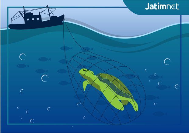 Sepanjang 2018, Lima Penyu Mati di Perairan Selatan Jember