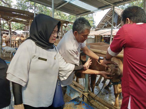 <em>Pink Eye</em> Dominasi Penyakit Ringan Hewan Kurban di Kabupaten Mojokerto