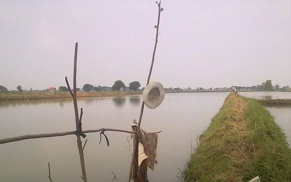 Musim Hujan Tiba, Dinas Perikanan Lamongan Siapkan 121,5 Ton Pupuk untuk Kolam Ikan