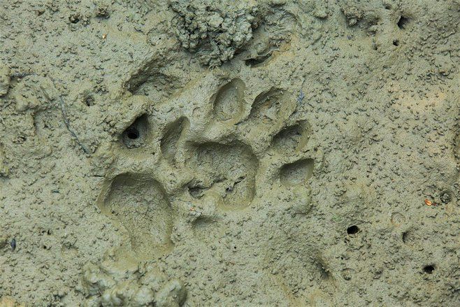BKSDA Ponorogo Ragukan Keberadaan Macan Tutul Jawa