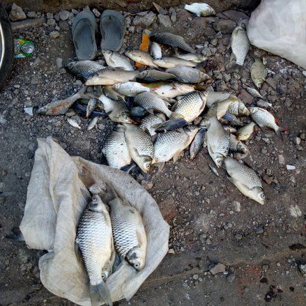Banyak Ikan Mati, Air di Kali Surabaya Kekurangan Oksigen