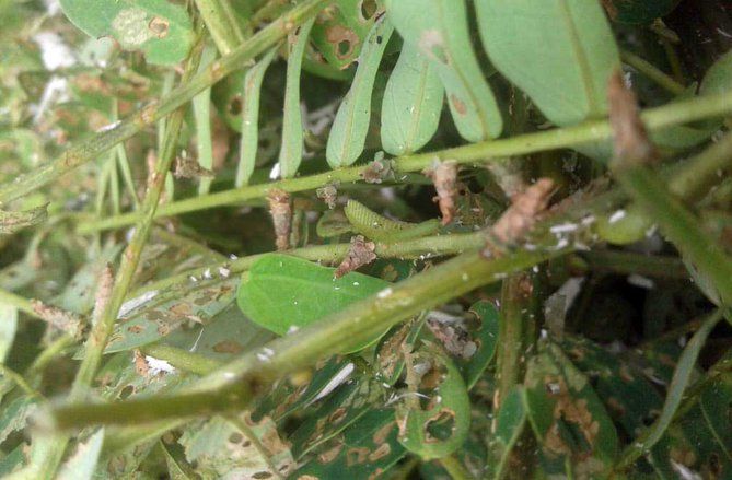 Sengon Probolinggo Ini Bertahan Hadapi Ulat Ice Cream