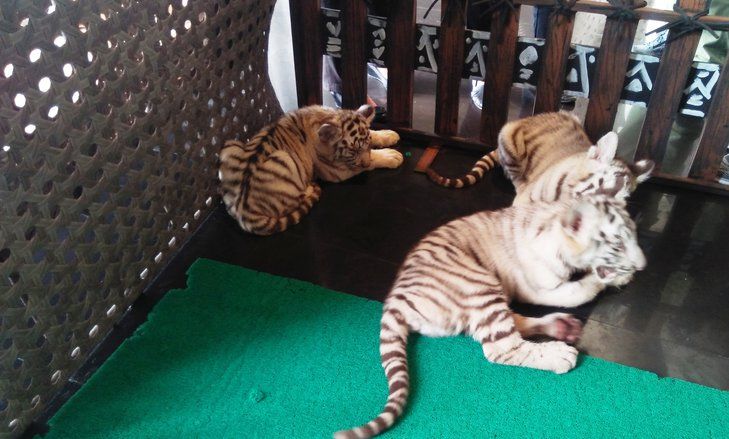 Lebih Dekat dengan Tiga Bayi Harimau Benggala Taman Safari