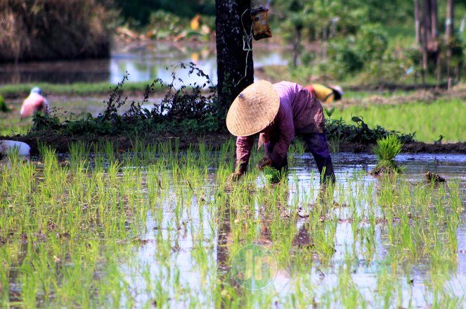 DPRD Situbondo Minta Pemkab Ikut Awasi Distribusi Pupuk Bersubsidi