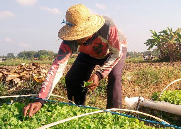 Agar Harga Tembakau Tak Terjun Bebas