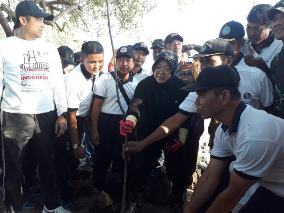 Antisipasi <em>Global Warming</em> Risma Tanam Cemara Udang