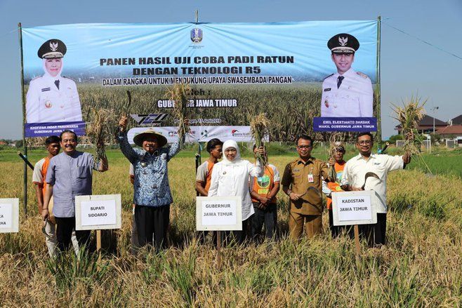 Pemprov Kenalkan Ratoon R5, Metode Panen Padi Lima Kali Setahun