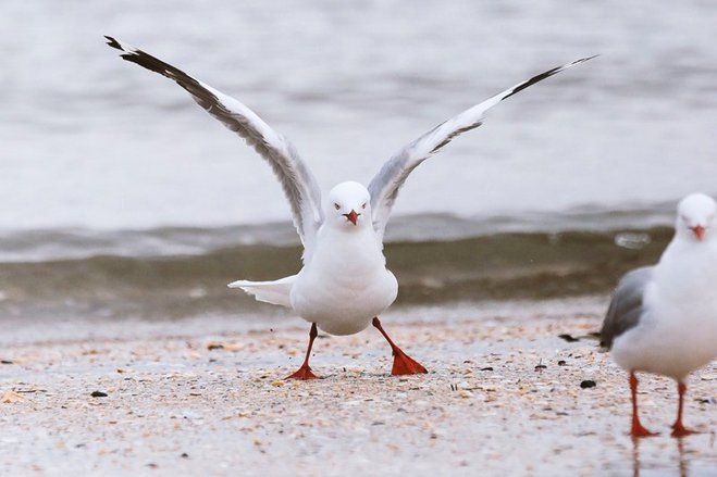 Penelitian, Burung Camar Australia Bawa Bakteri Super