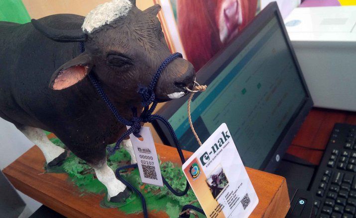 Kartu Identitas Ternak Elektronik di Banyuwangi Terkoneksi Asuransi