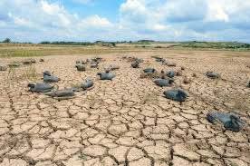 24 Ribu Hektar Lahan Pertanian di Jatim Terdampak Kekeringan