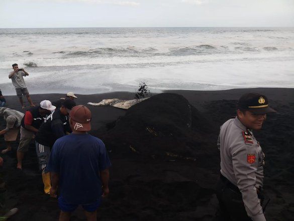 Paus Mati Terdampar di Lumajang, Diduga Kelompok Paus Balin
