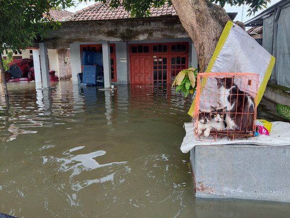 Puluhan Pengungsi Banjir di Desa Tempuran Mojokerto Sesak Napas dan Gatal