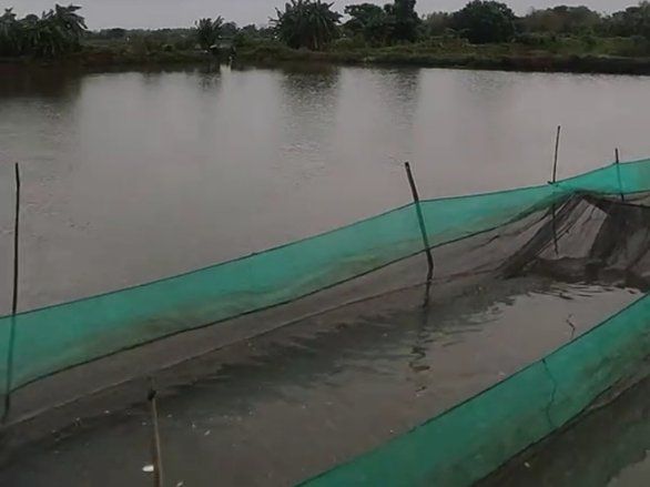 Pupuk Subsidi Belum Berlaku bagi Pembudidaya Ikan, Pupuk Nonsubsidi di Lamongan Tetap Disalurkan