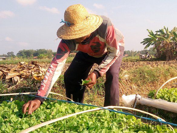 Pemkab Pamekasan Imbau Petani Tidak Tanam Tembakau di Sawah