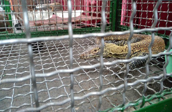 Profauna Minta Polda Jatim Telusuri Asal Usul Komodo