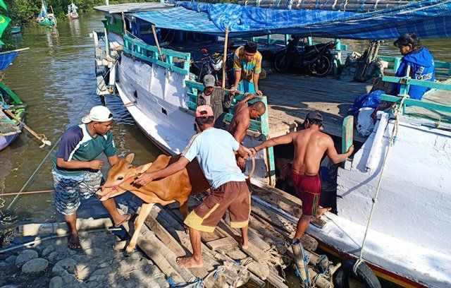 Pengiriman Sapi dari Madura ke Probolinggo Naik 20 Persen