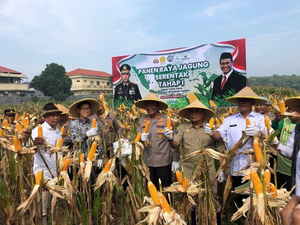 Gapoktan dan Polres Mojokerto Panen Raya Jagung, Tembus 14,56 Ton Per Hektar