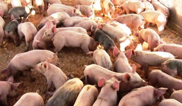Dinas Peternakan Blitar Antisipasi Virus Kolera