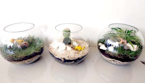 Terrarium, Miniatur Ekosistem sebagai Media Pembelajaran