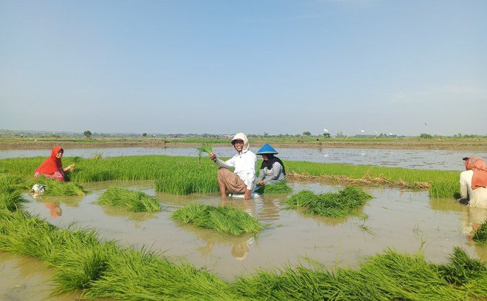 Tingkatkan Produktivitas, Pemkab Lamongan Dorong Petani Tanam Padi Lebih Awal