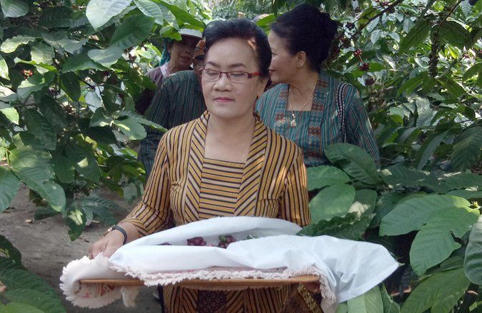 Manten Kopi, Ritual Panen Raya Kopi di Lereng Kelud