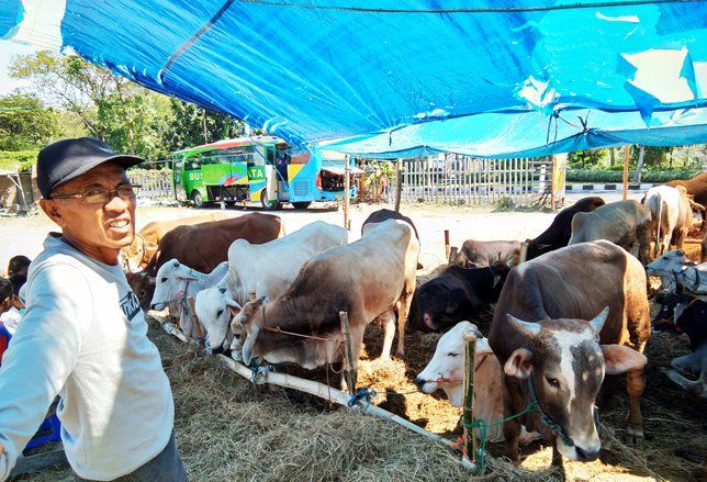 Pedagang Pastikan Harga Hewan Kurban Stabil Sampai Iduladha