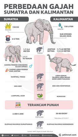 Gajah Indonesia yang Nyaris Punah