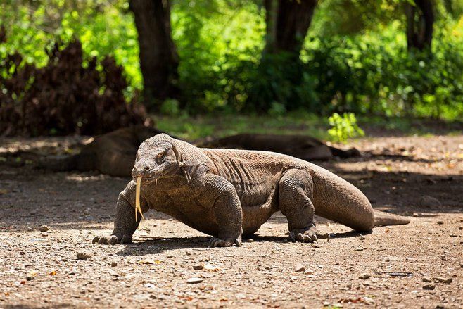 Peneliti Ungkap Rahasia Kekuatan dan Racun Komodo yang Mematikan
