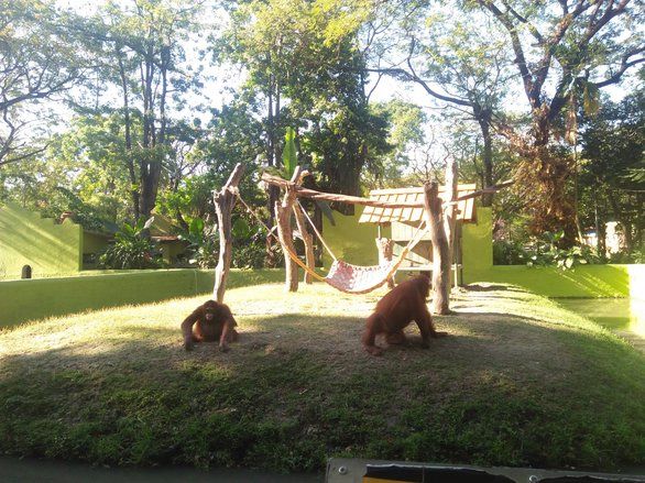 Begini Kronologi Pertengkaran Dua Orangutan di KBS