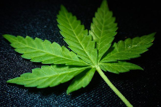 Ganja Bermanfaat Atasi Permasalahan Kulit