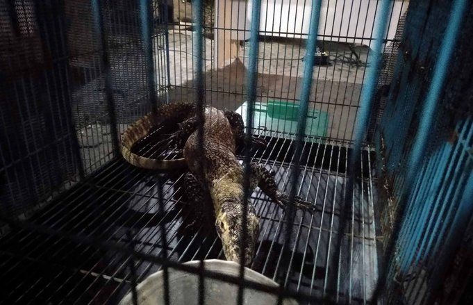 BBKSDA Jatim Lepas Liarkan Enam Komodo ke Pulau Ontoloe