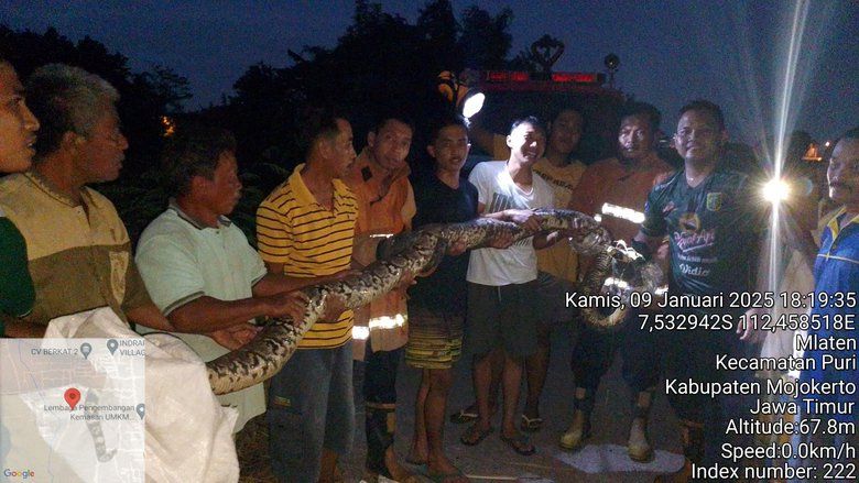 Petugas Damkar dan Warga Mojokerto Evakuasi Ular Sepanjang 5 Meter 