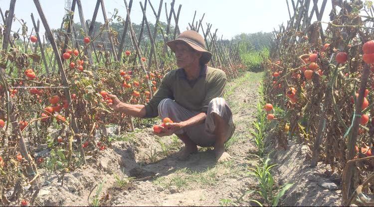 Harga Anjlok, Petani Blitar Biarkan Tomat Mengering di Sawah