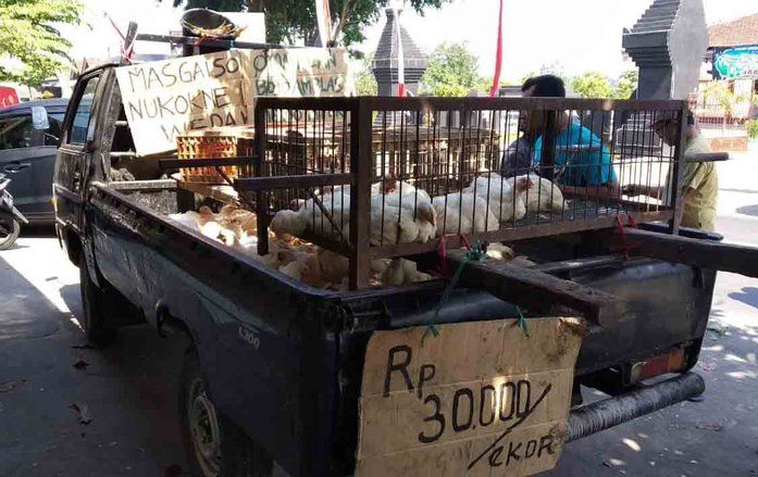 Kementan Sebut Harga Ayam di Tingkat Petani Mulai Naik