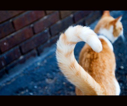 Ketahui Bahasa Kucing dari Ekornya 