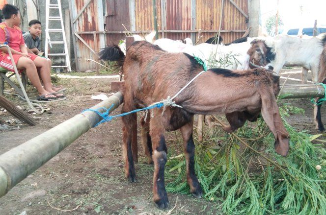 Pedagang Sebut Kesehatan Kambing Bisa Dilihat dari Keberadaan Luka