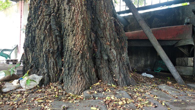 Pedagang di Mojokerto Terganggu Ribuan Ulat Bulu, Petugas Semprotkan Insektisida