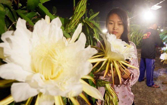 Pesona Kebun Buah Naga di Banyuwangi yang Berhias Lampu
