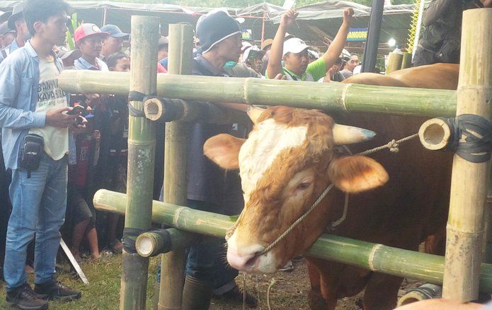 Pemkab Banyuwangi Gelar Kontes Hewan Ternak 