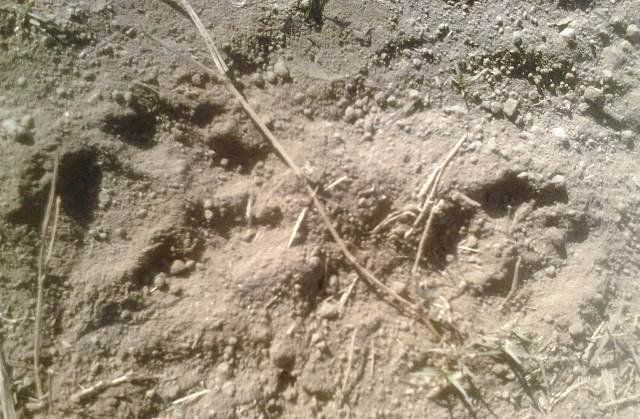 Jejak Diduga Macan Tutul Bikin Resah Warga Pacitan