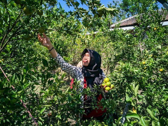 Harga Jeruk Siem Ponorogo Anjlok, Petani Berupaya Buka Agrowisata