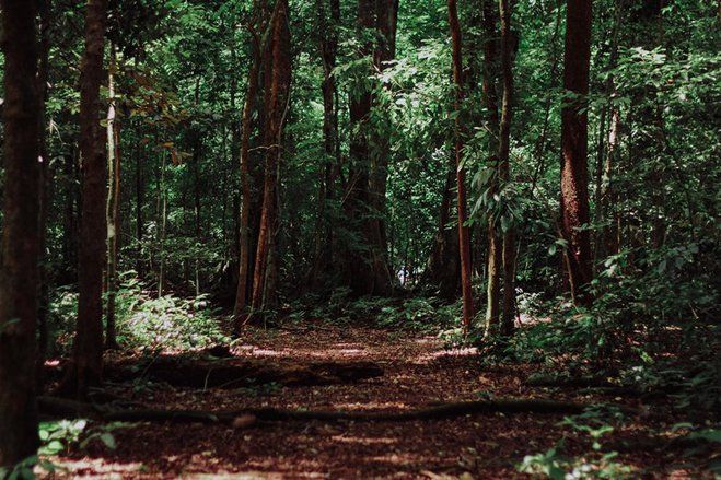 Fosil Hutan Tertua Ditemukan di Cina