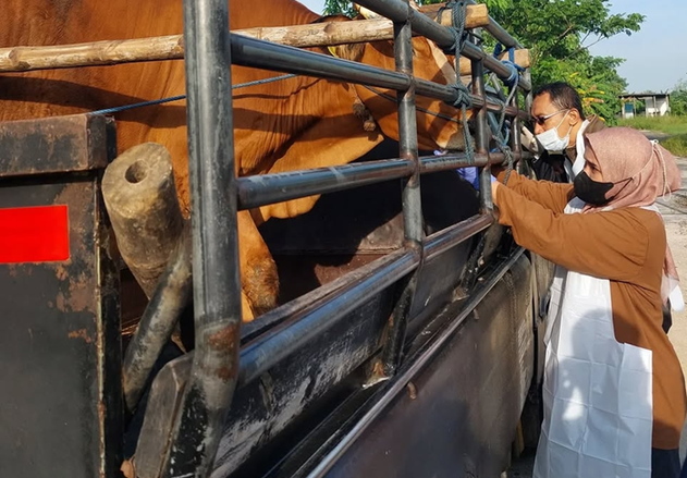 Pasar Hewan di Lamongan Dibuka, Kesehatan Sapi Diperiksa sebelum Masuk Pasar