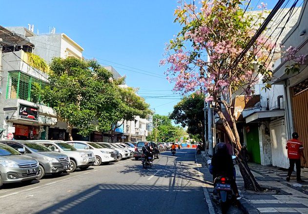 Tabebuya Bermekaran di Kota Surabaya Jelang Musim Hujan