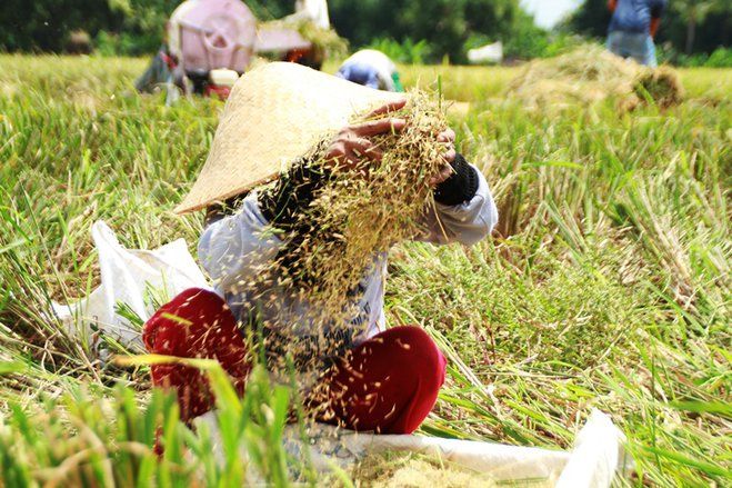 Panen Raya, Komisi VI DPR RI Pertanyakan Pemerintah Impor Beras 1 Ton