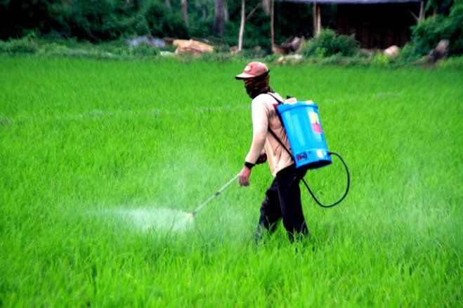 Diserang Hama Wereng, Petani Situbondo Terancam Gagal Panen