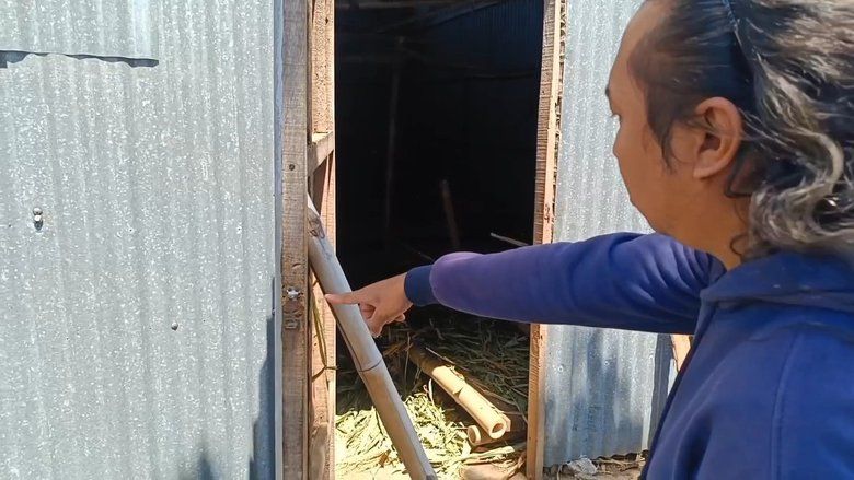 Rusak Gembok Kandang, Pencuri Gasak Tiga Sapi Limosin di Kota Probolinggo