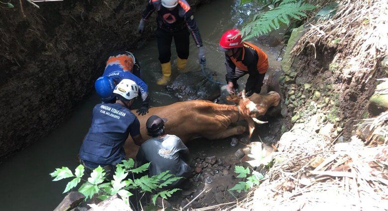 Drama Tiga Jam di Sungai, Sapi di Mojokerto Berhasil Diselamatkan