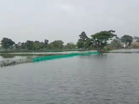 Petambak Karangbinangun Lamongan Merugi, Udang Vanami yang Dipanen Tinggal Sedikit&nbsp;